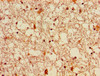 Immunohistochemistry of paraffin-embedded human brain tissue using CSB-PA008628LA01HU at dilution of 1:100
