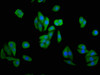 Immunofluorescence staining of HepG2 cells with CSB-PA009190LA01HU at 1:133, counter-stained with DAPI. The cells were fixed in 4% formaldehyde, permeabilized using 0.2% Triton X-100 and blocked in 10% normal Goat Serum. The cells were then incubated with the antibody overnight at 4°C. The secondary antibody was Alexa Fluor 488-congugated AffiniPure Goat Anti-Rabbit IgG (H+L) . Immunofluorescence staining of HepG2 cells with CSB-PA009190LA01HU at 1:133, counter-stained with DAPI. The cells were fixed in 4% formaldehyde, permeabilized using 0.2% Triton X-100 and blocked in 10% normal Goat Serum. The cells were then incubated with the antibody overnight at 4°C. The secondary antibody was Alexa Fluor 488-congugated AffiniPure Goat Anti-Rabbit IgG (H+L) .