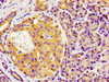 Immunohistochemistry of paraffin-embedded human pancreatic tissue using CSB-PA009264LA01HU at dilution of 1:100