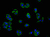 Immunofluorescence staining of HepG2 cells with CSB-PA009812LA01HU at 1:266, counter-stained with DAPI. The cells were fixed in 4% formaldehyde, permeabilized using 0.2% Triton X-100 and blocked in 10% normal Goat Serum. The cells were then incubated with the antibody overnight at 4°C. The secondary antibody was Alexa Fluor 488-congugated AffiniPure Goat Anti-Rabbit IgG (H+L) .