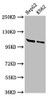 Western Blot<br />
 Positive WB detected in: HepG2 whole cell lysate, K562 whole cell lysate<br />
 All lanes: HLTF antibody at 3µg/ml<br />
 Secondary<br />
 Goat polyclonal to rabbit IgG at 1/50000 dilution<br />
 Predicted band size: 114, 100 kDa<br />
 Observed band size: 114 kDa<br />