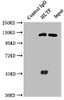 Immunoprecipitating HLTF in Hela whole cell lysate<br />
 Lane 1: Rabbit control IgG instead of CSB-PA010520LA01HU in Hela whole cell lysate.
 For western blotting, a HRP-conjugated Protein G antibody was used as the secondary antibody (1/50000) <br />
 Lane 2: CSB-PA010520LA01HU (6µg) + Hela whole cell lysate (1mg) <br />
 Lane 3: Hela whole cell lysate (20µg) <br />