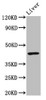 Western Blot<br />
 Positive WB detected in: Mouse liver tissue<br />
 All lanes: IRF9 antibody at 3µg/ml<br />
 Secondary<br />
 Goat polyclonal to rabbit IgG at 1/50000 dilution<br />
 Predicted band size: 44 kDa<br />
 Observed band size: 44 kDa<br />