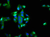 Immunofluorescence staining of Hela cells with CSB-PA011869LA01HU at 1:200, counter-stained with DAPI. The cells were fixed in 4% formaldehyde, permeabilized using 0.2% Triton X-100 and blocked in 10% normal Goat Serum. The cells were then incubated with the antibody overnight at 4°C. The secondary antibody was Alexa Fluor 488-congugated AffiniPure Goat Anti-Rabbit IgG (H+L) .