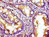 Immunohistochemistry of paraffin-embedded human small intestine tissue using CSB-PA012342LA01HU at dilution of 1:100