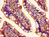Immunohistochemistry of paraffin-embedded human small intestine tissue using CSB-PA013312LA01HU at dilution of 1:100