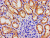 Immunohistochemistry of paraffin-embedded human kidney tissue using CSB-PA013513LA01HU at dilution of 1:100