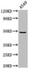 Western Blot<br />
 Positive WB detected in: A549 whole cell lysate<br />
 All lanes: MAZ antibody at 3µg/ml<br />
 Secondary<br />
 Goat polyclonal to rabbit IgG at 1/50000 dilution<br />
 Predicted band size: 49, 52, 47, 18 kDa<br />
 Observed band size: 49 kDa<br />