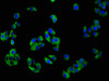 Immunofluorescence staining of HepG2 cells with CSB-PA015551LA01HU at 1:100, counter-stained with DAPI. The cells were fixed in 4% formaldehyde, permeabilized using 0.2% Triton X-100 and blocked in 10% normal Goat Serum. The cells were then incubated with the antibody overnight at 4°C. The secondary antibody was Alexa Fluor 488-congugated AffiniPure Goat Anti-Rabbit IgG (H+L) .