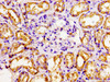 Immunohistochemistry of paraffin-embedded human kidney tissue using CSB-PA016058LA01HU at dilution of 1:100