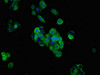 Immunofluorescent analysis of PC-3 cells using CSB-PA018739LA01HU at dilution of 1:100 and Alexa Fluor 488-congugated AffiniPure Goat Anti-Rabbit IgG (H+L)