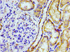 Immunohistochemistry of paraffin-embedded human kidney tissue using CSB-PA018984LA01HU at dilution of 1:100