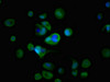 Immunofluorescent analysis of MCF-7 cells using CSB-PA019194LA01HU at dilution of 1:100 and Alexa Fluor 488-congugated AffiniPure Goat Anti-Rabbit IgG (H+L)