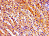 Immunohistochemistry of paraffin-embedded human adrenal gland tissue using CSB-PA020466LA01HU at dilution of 1:100