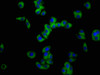 Immunofluorescence staining of HepG2 cells with CSB-PA021381LA01HU at 1:100, counter-stained with DAPI. The cells were fixed in 4% formaldehyde, permeabilized using 0.2% Triton X-100 and blocked in 10% normal Goat Serum. The cells were then incubated with the antibody overnight at 4°C. The secondary antibody was Alexa Fluor 488-congugated AffiniPure Goat Anti-Rabbit IgG (H+L) .