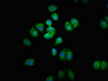 Immunofluorescent analysis of A549 cells using CSB-PA021844LA01HU at dilution of 1:100 and Alexa Fluor 488-congugated AffiniPure Goat Anti-Rabbit IgG (H+L)