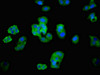 Immunofluorescent analysis of HepG2 cells using CSB-PA523985LA01HU at dilution of 1:100 and Alexa Fluor 488-congugated AffiniPure Goat Anti-Rabbit IgG (H+L) Immunofluorescent analysis of HepG2 cells using CSB-PA523985LA01HU at dilution of 1:100 and Alexa Fluor 488-congugated AffiniPure Goat Anti-Rabbit IgG (H+L)