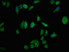 Immunofluorescent analysis of Hela cells using CSB-PA614901LA01HU at dilution of 1:100 and Alexa Fluor 488-congugated AffiniPure Goat Anti-Rabbit IgG (H+L)