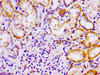 Immunohistochemistry of paraffin-embedded human kidney tissue using CSB-PA618079LA01HU at dilution of 1:100