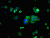 Immunofluorescent analysis of HepG2 cells using CSB-PA619634LA01HU at dilution of 1:100 and Alexa Fluor 488-congugated AffiniPure Goat Anti-Rabbit IgG (H+L)