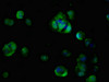 Immunofluorescent analysis of MCF-7 cells using CSB-PA679696LA01HU at dilution of 1:100 and Alexa Fluor 488-congugated AffiniPure Goat Anti-Rabbit IgG (H+L)