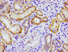Immunohistochemistry of paraffin-embedded human kidney tissue using CSB-PA706631LA01HU at dilution of 1:100