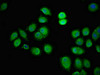 Immunofluorescent analysis of A549 cells using CSB-PA722493LA01HU at dilution of 1:100 and Alexa Fluor 488-congugated AffiniPure Goat Anti-Rabbit IgG (H+L)