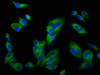 Immunofluorescence staining of HepG2 cells with CSB-PA757957LA01HU at 1:200, counter-stained with DAPI. The cells were fixed in 4% formaldehyde, permeabilized using 0.2% Triton X-100 and blocked in 10% normal Goat Serum. The cells were then incubated with the antibody overnight at 4°C. The secondary antibody was Alexa Fluor 488-congugated AffiniPure Goat Anti-Rabbit IgG (H+L) .