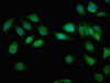 Immunofluorescent analysis of A549 cells using CSB-PA771436LA01HU at dilution of 1:100 and Alexa Fluor 488-congugated AffiniPure Goat Anti-Rabbit IgG (H+L)