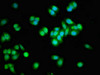 Immunofluorescent analysis of HepG2 cells using CSB-PA816878LA01HU at dilution of 1:100 and Alexa Fluor 488-congugated AffiniPure Goat Anti-Rabbit IgG (H+L)