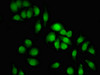 Immunofluorescent analysis of A549 cells using CSB-PA836777LA01HU at dilution of 1:100 and Alexa Fluor 488-congugated AffiniPure Goat Anti-Rabbit IgG (H+L)