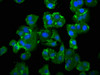 Immunofluorescence staining of HepG2 cells with CSB-PA850411LA01HU at 1:100, counter-stained with DAPI. The cells were fixed in 4% formaldehyde, permeabilized using 0.2% Triton X-100 and blocked in 10% normal Goat Serum. The cells were then incubated with the antibody overnight at 4°C. The secondary antibody was Alexa Fluor 488-congugated AffiniPure Goat Anti-Rabbit IgG (H+L) . Immunofluorescence staining of HepG2 cells with CSB-PA850411LA01HU at 1:100, counter-stained with DAPI. The cells were fixed in 4% formaldehyde, permeabilized using 0.2% Triton X-100 and blocked in 10% normal Goat Serum. The cells were then incubated with the antibody overnight at 4°C. The secondary antibody was Alexa Fluor 488-congugated AffiniPure Goat Anti-Rabbit IgG (H+L) .