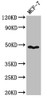 Western Blot<br />
 Positive WB detected in: MCF-7 whole cell lysate<br />
 All lanes: PANX1 antibody at 3.2µg/ml<br />
 Secondary<br />
 Goat polyclonal to rabbit IgG at 1/50000 dilution<br />
 Predicted band size: 49, 48 kDa<br />
 Observed band size: 49 kDa<br />