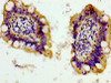 Immunohistochemistry of paraffin-embedded human small intestine tissue using CSB-PA857017LA01HU at dilution of 1:100