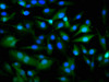 Immunofluorescence staining of U251 cells with CSB-PA857017LA01HU at 1:266, counter-stained with DAPI. The cells were fixed in 4% formaldehyde, permeabilized using 0.2% Triton X-100 and blocked in 10% normal Goat Serum. The cells were then incubated with the antibody overnight at 4°C. The secondary antibody was Alexa Fluor 488-congugated AffiniPure Goat Anti-Rabbit IgG (H+L) .