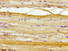 Immunohistochemistry of paraffin-embedded human skeletal muscle tissue using CSB-PA868282LA01HU at dilution of 1:100