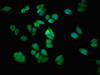 Immunofluorescent analysis of HepG2 cells using CSB-PA868370LA01HU at dilution of 1:100 and Alexa Fluor 488-congugated AffiniPure Goat Anti-Rabbit IgG (H+L)