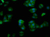Immunofluorescence staining of HepG2 cells with CSB-PA871402LA01HU at 1:200, counter-stained with DAPI. The cells were fixed in 4% formaldehyde, permeabilized using 0.2% Triton X-100 and blocked in 10% normal Goat Serum. The cells were then incubated with the antibody overnight at 4°C. The secondary antibody was Alexa Fluor 488-congugated AffiniPure Goat Anti-Rabbit IgG (H+L) .