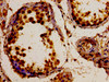 Immunohistochemistry of paraffin-embedded human testis tissue using CSB-PA871610LA01HU at dilution of 1:100