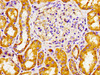 Immunohistochemistry of paraffin-embedded human kidney tissue using CSB-PA880560LA01HU at dilution of 1:100