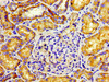 Immunohistochemistry of paraffin-embedded human kidney tissue using CSB-PA892321LA01HU at dilution of 1: 100