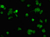 Immunofluorescent analysis of MCF-7 cells using CSB-PA892321LA01HU at dilution of 1: 100 and Alexa Fluor 488-congugated AffiniPure Goat Anti-Rabbit IgG (H+L)