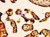 IHC image of CSB-PA001064LA01HU diluted at 1:400 and staining in paraffin-embedded human placenta tissue performed on a Leica BondTM system. After dewaxing and hydration, antigen retrieval was mediated by high pressure in a citrate buffer (pH 6.0) . Section was blocked with 10% normal goat serum 30min at RT. Then primary antibody (1% BSA) was incubated at 4°C overnight. The primary is detected by a biotinylated secondary antibody and visualized using an HRP conjugated SP system.