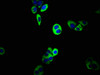 Immunofluorescence staining of PC-3 cells with CSB-PA001064LA01HU at 1:133, counter-stained with DAPI. The cells were fixed in 4% formaldehyde, permeabilized using 0.2% Triton X-100 and blocked in 10% normal Goat Serum. The cells were then incubated with the antibody overnight at 4°C. The secondary antibody was Alexa Fluor 488-congugated AffiniPure Goat Anti-Rabbit IgG (H+L) .