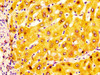 IHC image of CSB-PA001353LA01HU diluted at 1:200 and staining in paraffin-embedded human liver tissue performed on a Leica BondTM system. After dewaxing and hydration, antigen retrieval was mediated by high pressure in a citrate buffer (pH 6.0) . Section was blocked with 10% normal goat serum 30min at RT. Then primary antibody (1% BSA) was incubated at 4°C overnight. The primary is detected by a biotinylated secondary antibody and visualized using an HRP conjugated SP system.
