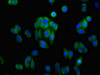 Immunofluorescence staining of HepG2 cells with CSB-PA001542LA01HU at 1:100, counter-stained with DAPI. The cells were fixed in 4% formaldehyde, permeabilized using 0.2% Triton X-100 and blocked in 10% normal Goat Serum. The cells were then incubated with the antibody overnight at 4°C. The secondary antibody was Alexa Fluor 488-congugated AffiniPure Goat Anti-Rabbit IgG (H+L) . Immunofluorescence staining of HepG2 cells with CSB-PA001542LA01HU at 1:100, counter-stained with DAPI. The cells were fixed in 4% formaldehyde, permeabilized using 0.2% Triton X-100 and blocked in 10% normal Goat Serum. The cells were then incubated with the antibody overnight at 4°C. The secondary antibody was Alexa Fluor 488-congugated AffiniPure Goat Anti-Rabbit IgG (H+L) .