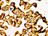 IHC image of CSB-PA002058LA01HU diluted at 1:500 and staining in paraffin-embedded human placenta tissue performed on a Leica BondTM system. After dewaxing and hydration, antigen retrieval was mediated by high pressure in a citrate buffer (pH 6.0) . Section was blocked with 10% normal goat serum 30min at RT. Then primary antibody (1% BSA) was incubated at 4°C overnight. The primary is detected by a biotinylated secondary antibody and visualized using an HRP conjugated SP system.