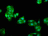 Immunofluorescence staining of HepG2 cells with CSB-PA002268LA01HU at 1:66, counter-stained with DAPI. The cells were fixed in 4% formaldehyde, permeabilized using 0.2% Triton X-100 and blocked in 10% normal Goat Serum. The cells were then incubated with the antibody overnight at 4°C. The secondary antibody was Alexa Fluor 488-congugated AffiniPure Goat Anti-Rabbit IgG (H+L) .