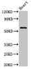 Western Blot<br />
 Positive WB detected in: Mouse heart tissue<br />
 All lanes: BCL3 antibody at 3.2µg/ml<br />
 Secondary<br />
 Goat polyclonal to rabbit IgG at 1/50000 dilution<br />
 Predicted band size: 48 kDa<br />
 Observed band size: 60 kDa<br />