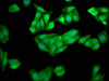 Immunofluorescence staining of HepG2 cells with CSB-PA005354LA01HU at 1:100, counter-stained with DAPI. The cells were fixed in 4% formaldehyde, permeabilized using 0.2% Triton X-100 and blocked in 10% normal Goat Serum. The cells were then incubated with the antibody overnight at 4°C. The secondary antibody was Alexa Fluor 488-congugated AffiniPure Goat Anti-Rabbit IgG (H+L) .